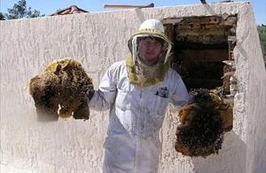 saddlebrooke Bee Removal employee holding removed comb